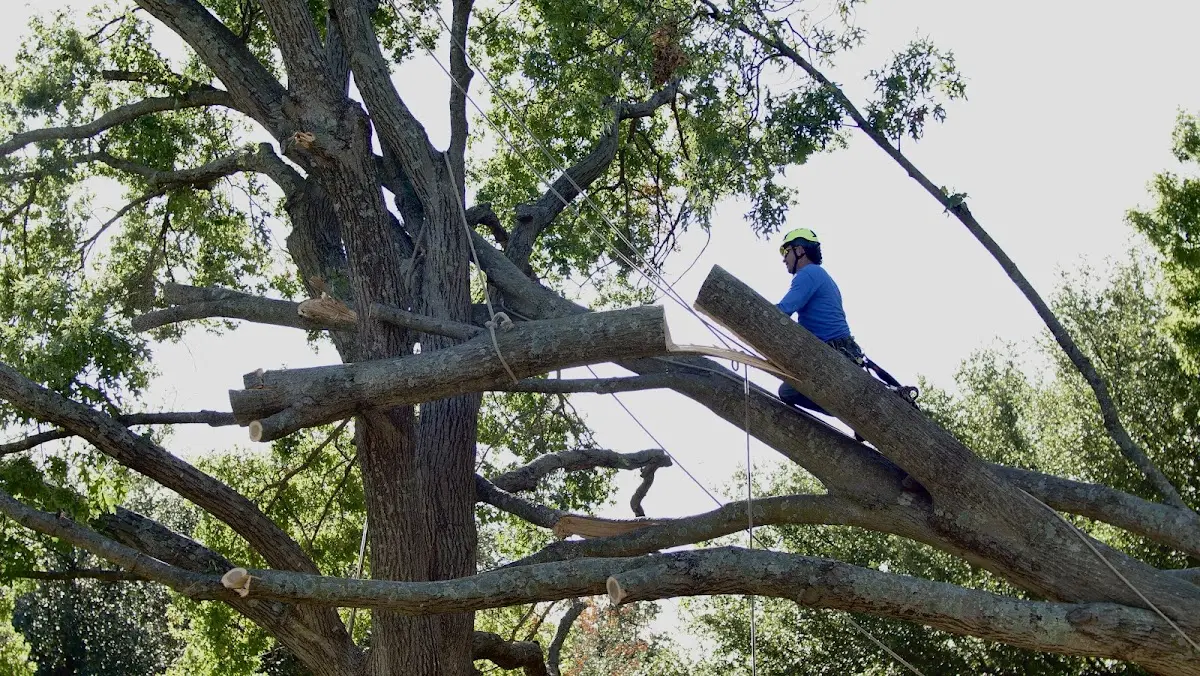 Professional Crown Thinning performed by certified arborists in Galien