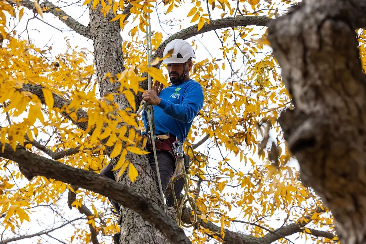Skilled Emergency Tree Service crew working in Galien